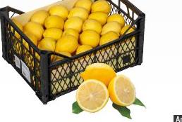 Limon 9.5-10 kg
